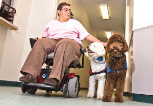 labradoodle als therapiehond