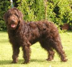 labradoodle informatie