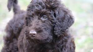 Kopen Van Een Labradoodle