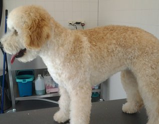 Labradoodle trimmen