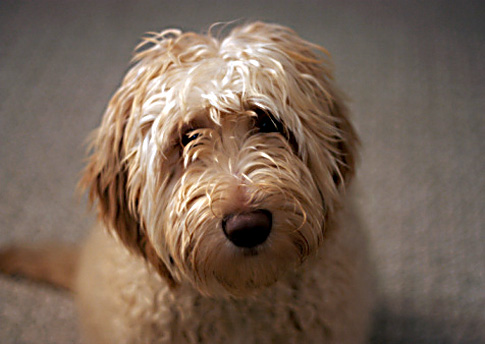 Labradoodles en allergieen