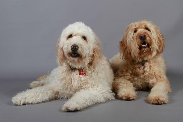 het karakter van de labradoodle