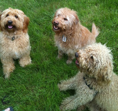 kleine labradoodles