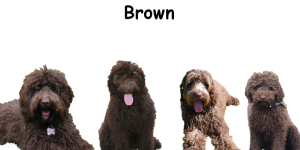 kleuren labradoodle