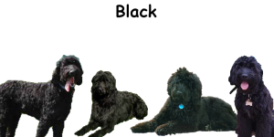 kleuren labradoodle-4