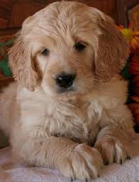 labradoodle kopen