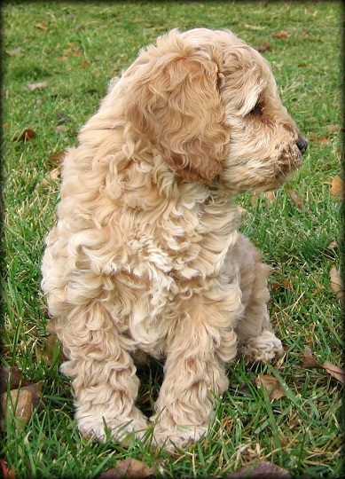 wat is een australian labradoodle