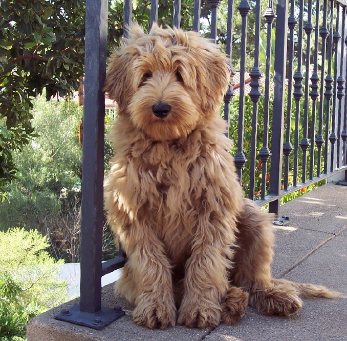 wat is een labradoodle