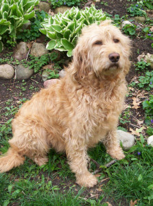 De verzorging van een labradoodle