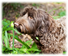 Labradoodle namen