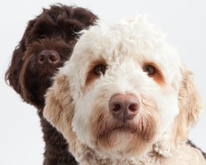 Overzicht van websites over de labradoodle