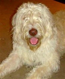 eigenschappen van de Labradoodle