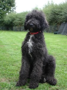 grote Labradoodles