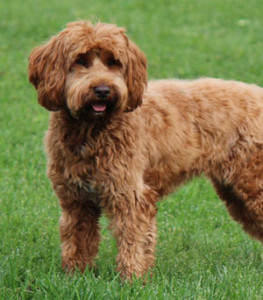 het gewicht van een labradoodle