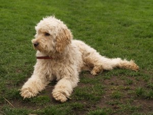 kenmerken van de Labradoodle