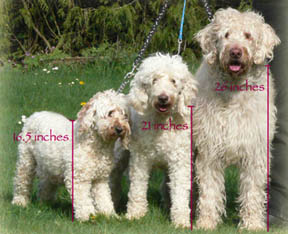 labradoodle maten en soorten