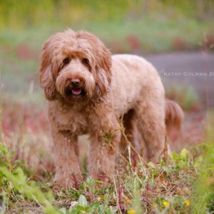 nagels knippen Labradoodle