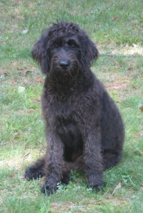 Wat is de schofthoogte van de Labradoodle