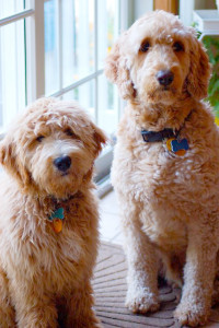 verschil labradoodle en gooldendoodle